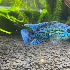 ブルーデンプシー（熱帯魚）