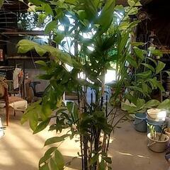大鉢観葉植物が激安で‼️の画像