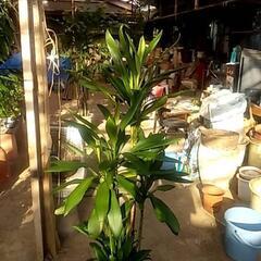 大鉢観葉植物が激安で‼️の画像