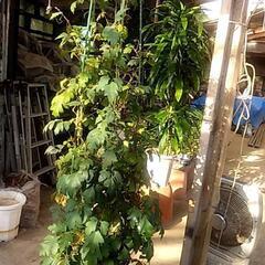 大鉢観葉植物が激安で‼️の画像
