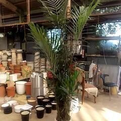 大鉢観葉植物が激安で‼️