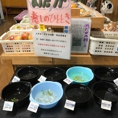 今年産まれのメダカさん