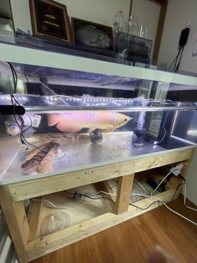 古代魚、1200水槽セット　値下げあり
