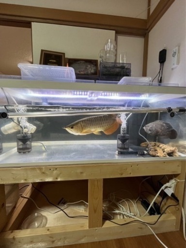 古代魚、1200水槽セット　値下げあり