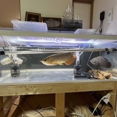 古代魚、1200水槽セット　値下げあり