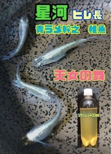 プラチナ星河メダカ　ヒレ長　ロングフィン稚魚10匹+ゾウリムシ種水400ml