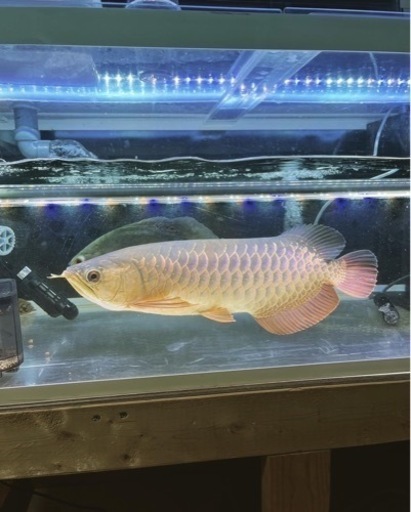 古代魚、1200水槽セット　値下げあり