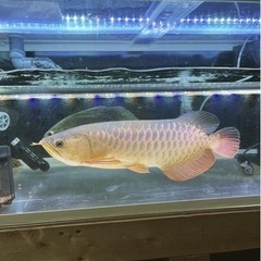 古代魚、1200水槽セット 値下げあり