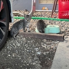子猫8匹（キャンセルが出た為、再募集！）