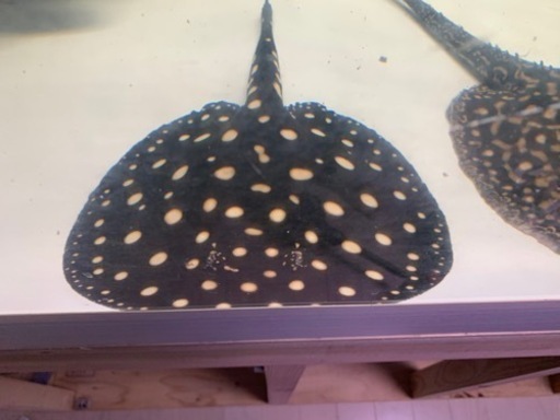 ダイヤモンドポルカ♂ 淡水　熱帯魚