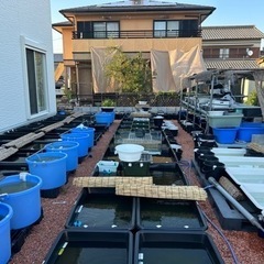 メダカ、バケツ売り（生体のみ）の画像