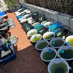 メダカ、バケツ売り（生体のみ）