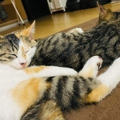 約生後3ヶ月半？子猫1匹　迎えてくれる人探してます。