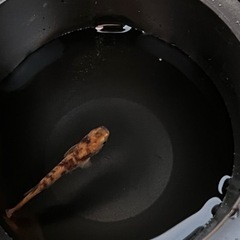 赤虎 メダカ