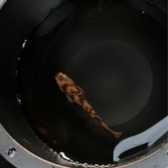 赤虎 メダカの画像