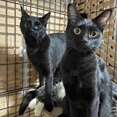 今月末に殺処分すると飼い主さんから連絡がありました。代理投稿