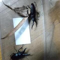 クワガタ差し上げます❗️(写真はイメージです)