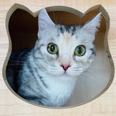マンチカンのあきちゃん