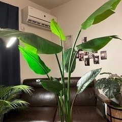 フェイクグリーン　トラベラーズパーム　約120cm