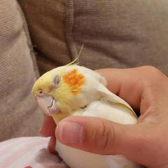インコ好きな方募集♡
