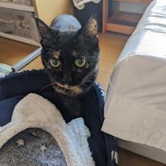 サビ猫♀のミタちゃん