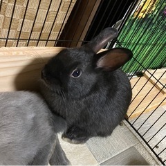 【里親様決まりました♡】ネザーランドドワーフ 6月10日生まれ‪...