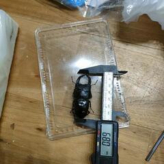 国産オオクワガタ♂♀ペア