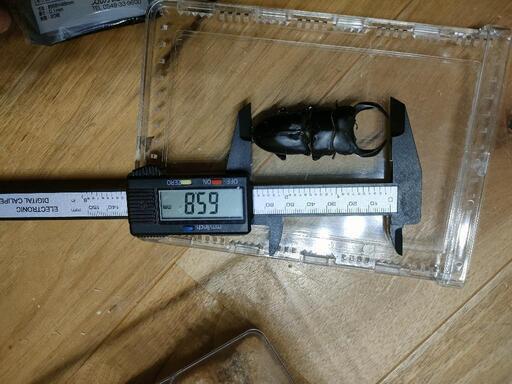 国産オオクワガタ♂♀ペアです！