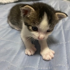 8月３日に産まれました。
