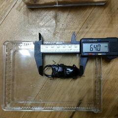 国産オオクワガタ♂♀のペア