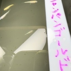 シャンパンゴールドラメ若魚7匹