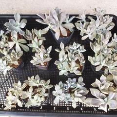 野外用ガーデニング多肉植物（グラプトベリア属）の画像