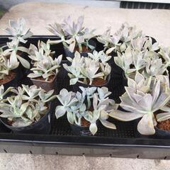 野外用ガーデニング多肉植物（グラプトベリア属）の画像