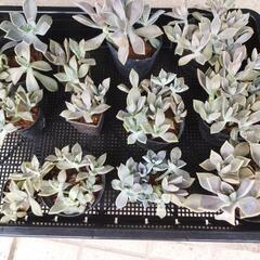 野外用ガーデニング多肉植物（グラプトベリア属）の画像