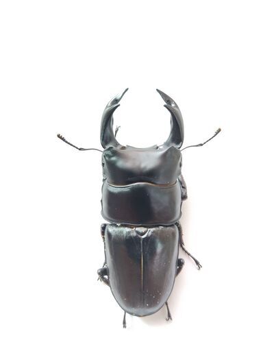 国産オオクワガタ　♂７７ｍｍ♀５２ｍｍペア