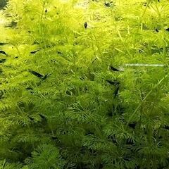 青いエビ（ベルベットブルー）10匹の画像