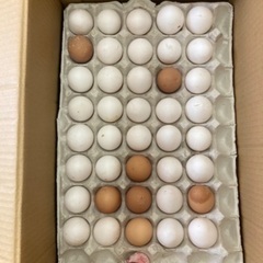 玉子　卵　大量　1ボール　3,400円
