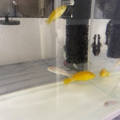 熱帯魚 | 引越しのため、大事にしてくれる方に譲りたいです。