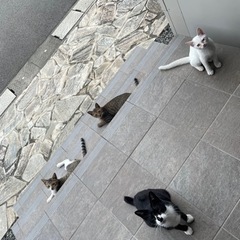 外猫ちゃんたちのずっとのお家を探してます