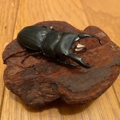 生体の購入検討されている方へ