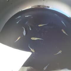メダカ 月弓 5匹