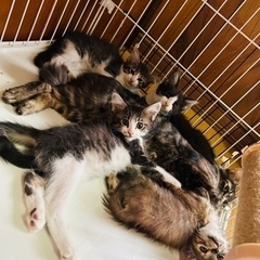 子猫の里親を募集しています！