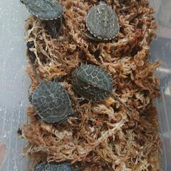 ウンキュウベビー イシガメ クサガメ　亀　カメ - 里親募集