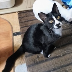 お鼻の柄が可愛いハチワレ君