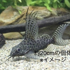 シノドンティスの中古が安い！激安で譲ります・無料であげます