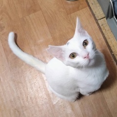 チャームポイントは頭の柄です。