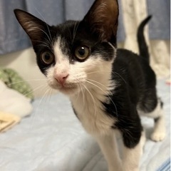 子猫3ヶ月齢　里親募集