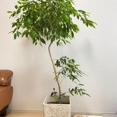 観葉植物　ベンジャミン　ハイドロカルチャー