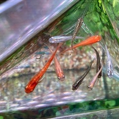 改良メダカの稚魚好きなだけ　針子　楊貴妃　オロチなど