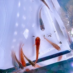 改良メダカの稚魚好きなだけ　針子　楊貴妃　オロチなどの画像